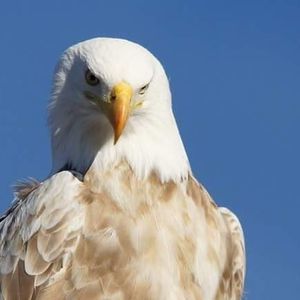 Meet your Posher, Neil